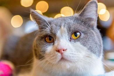 《River Tails》登陆Switch 猫与鱼的动作冒险